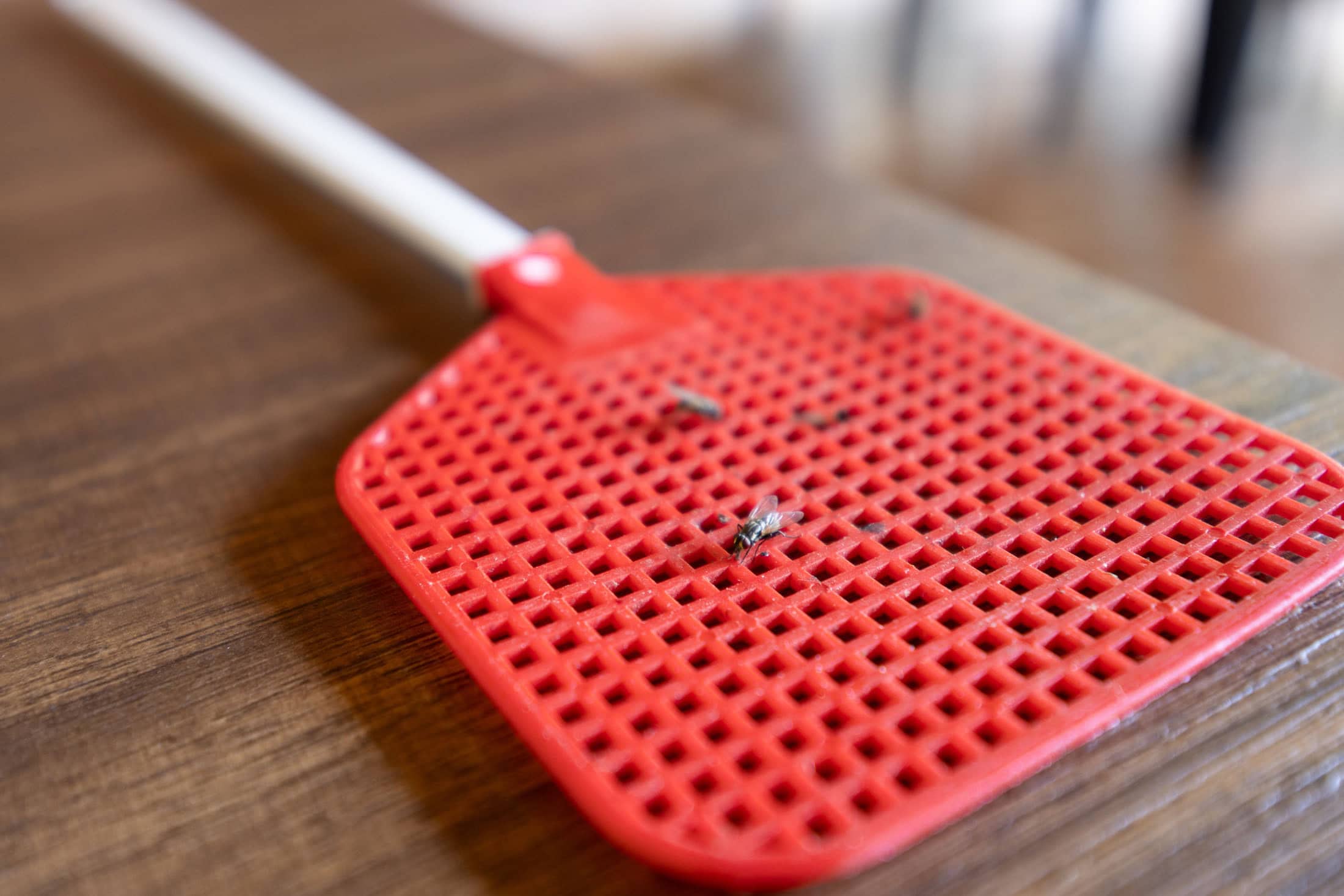 Mouchy budou oblétat váš dům obloukem: přírodní odpuzovač much s kapkou vůně