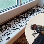 Mrtvé mouchy na parapetu u zavřeného okna a detailní záběr na mouchu. Problém s přemnoženým hmyzem v domácnosti.