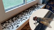 Mrtvé mouchy na parapetu u zavřeného okna a detailní záběr na mouchu. Problém s přemnoženým hmyzem v domácnosti.