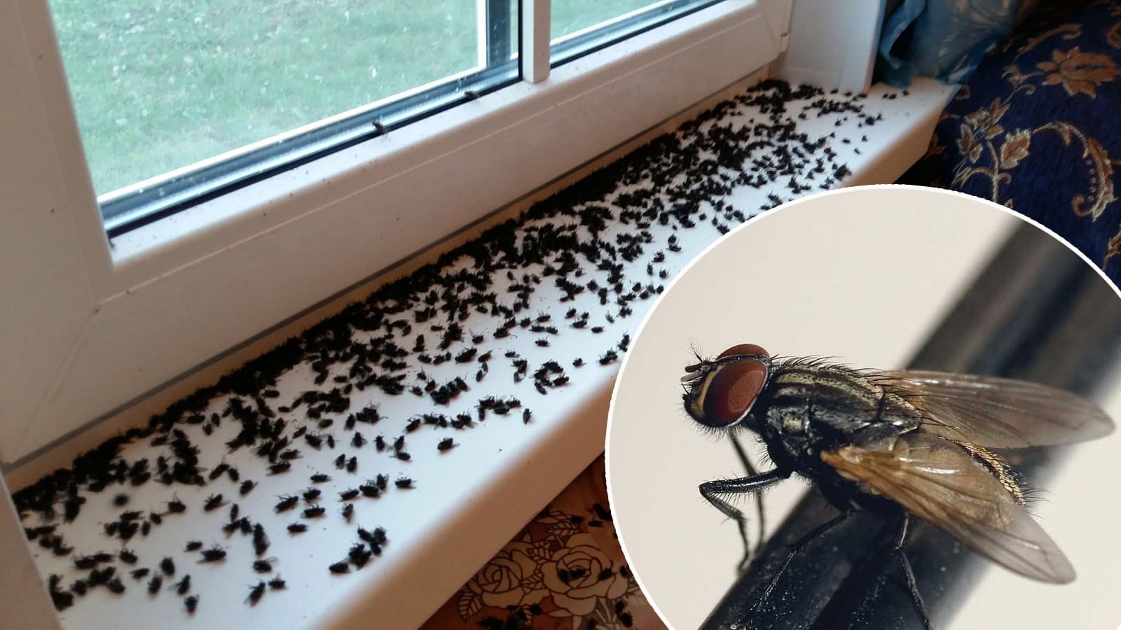 Mrtvé mouchy na parapetu u zavřeného okna a detailní záběr na mouchu. Problém s přemnoženým hmyzem v domácnosti.